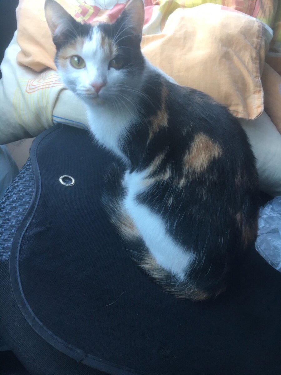 Вот такой вот пассажир 