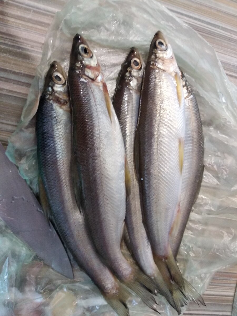 Ряпушка — замена мойве (Фото автора)