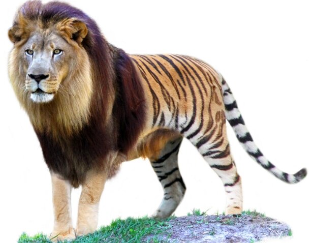 Как я себе представлял гибрид тигра и льва
