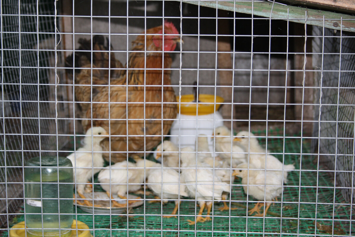 Курица породы Кучинская Юбилейная с цыплятами породы Леггорн белый.