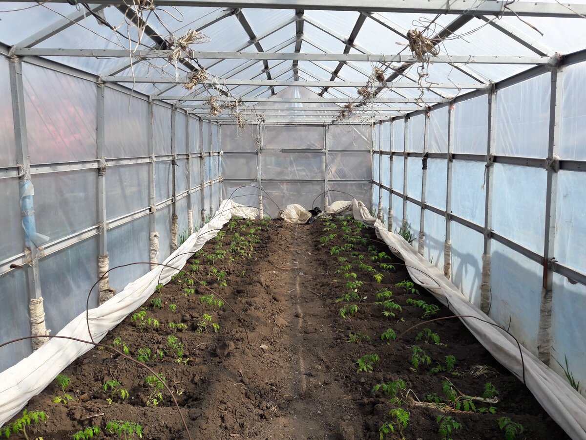 Рассада томатов в пленочной теплице.