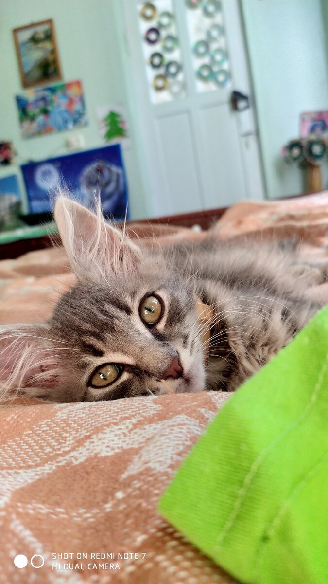Котик