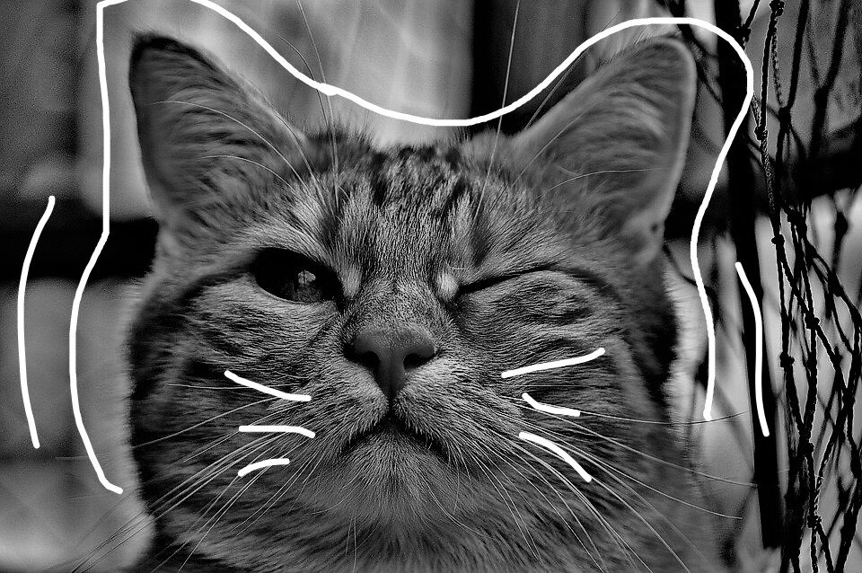 Он был просто кот. Я же просто кот. Он был просто кот. Он был просто кот. Я же просто кот.