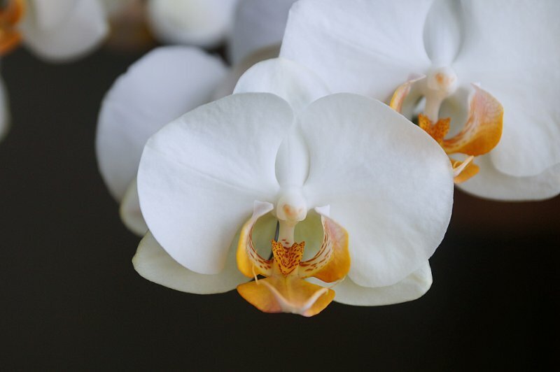 Орхидея белая с красной серединкой название фото