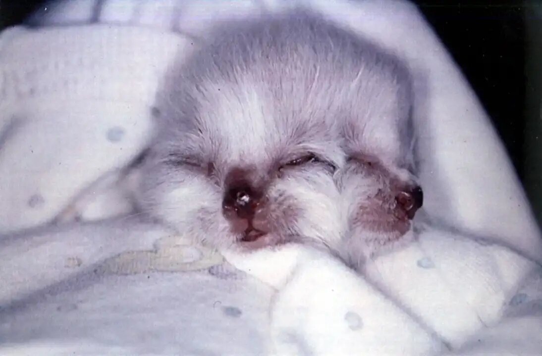 Фрэнк и Луи – самый необыкновенный кот в мире, он даже занесен в Книгу рекордов Гиннеса. Котенок был рожден в сентябре 1999 года. После рождения животное принесли в школу ветеринарной медицины при  Университете Тафтса, где малютке был поставлен диагноз – дипрозоп.  С таким диагнозом животные долго не живут, поэтому хозяин кошки просто «подарил» котенка медицинскому учреждению. Ветеринары тоже ожидали, что необычный пациент умрет в течении 3-4 дней. Но медсестра ветшколы, Марта Стивенс, забрала  котенка домой, чтобы выходить его. Она так хотела, чтобы несчастный малыш выжил, что целых 3 месяца кормила его через трубку. Фрэнк и Луи – так она назвала своего очень необычного питомца, в конечном итоге научился самостоятельно кушать и даже ухаживать за собой