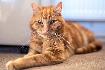 Фото: John McLellan