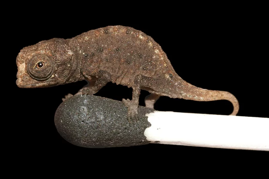 Brookesia Micra 