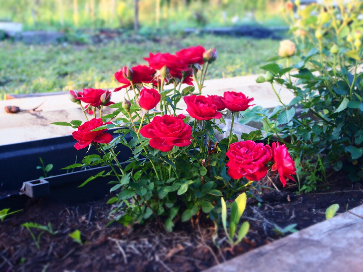 Розы на нашем участке