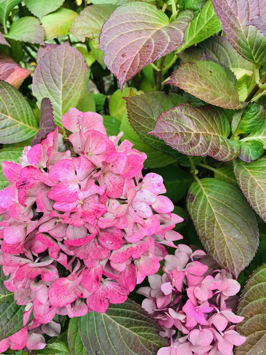 Просто красивая картинка. Вот не хочу картинки вируса и масок публиковать. 