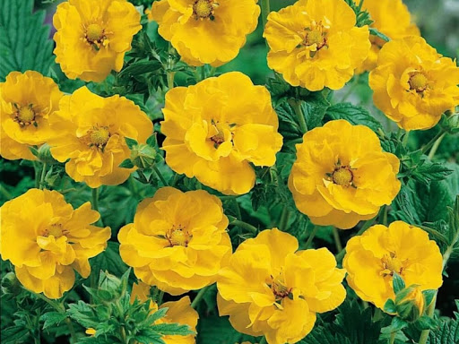 Гравилат чилийский Аурели