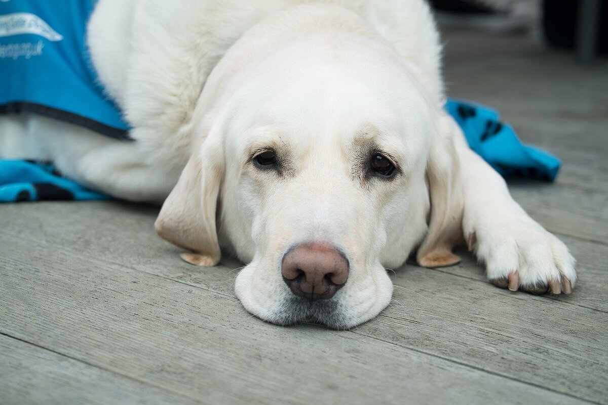 Насморк у собак: причина проблемы, варианты лечения | Vetera