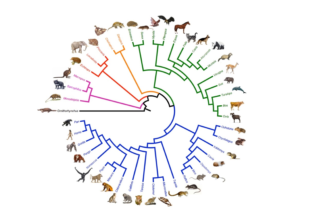 Кладограмма млекопитающих.