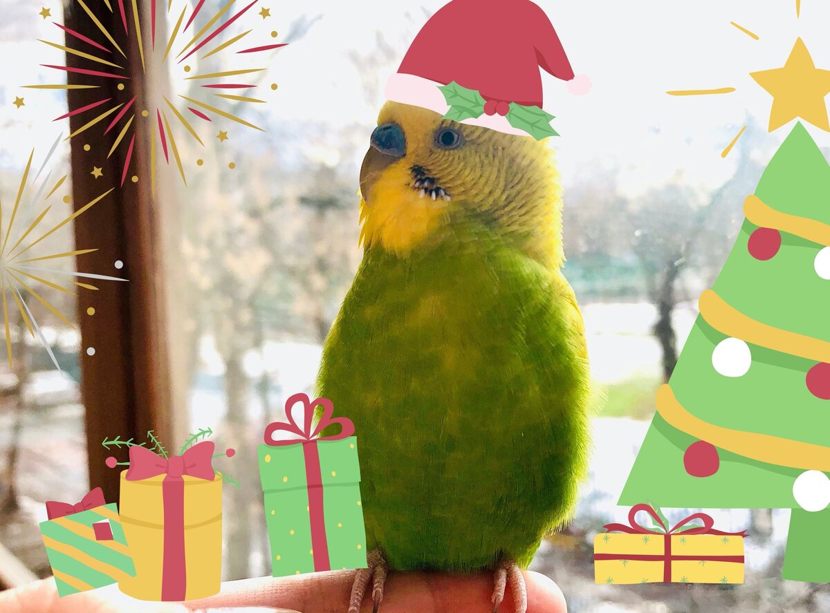 Праздничный Тэри. 