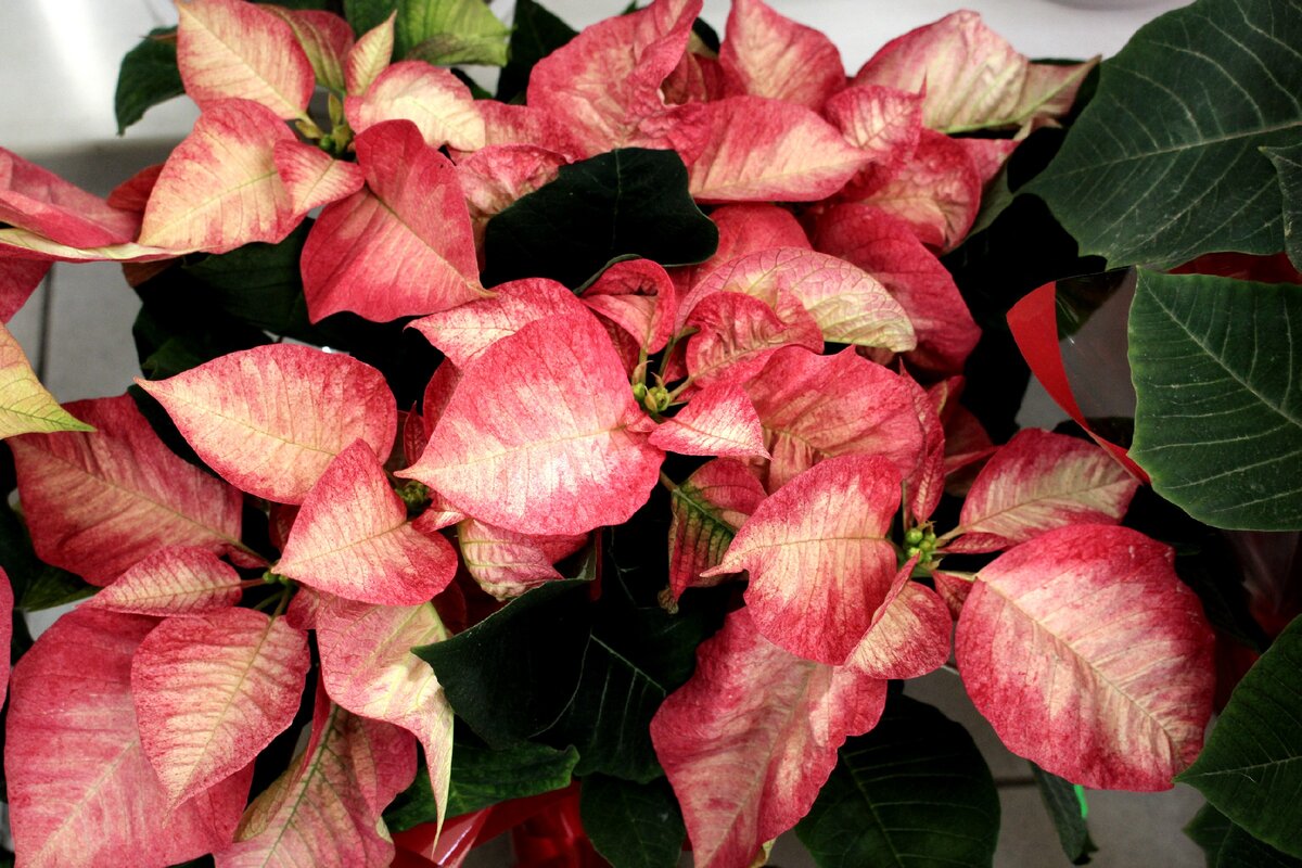 Необычная окраска прицветников - вчера увидела этот цветок в моем любимом садовом магазине