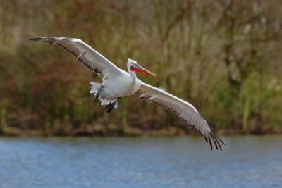 Пеликан, которого вы можете встретить посетив Скадарское озеро.