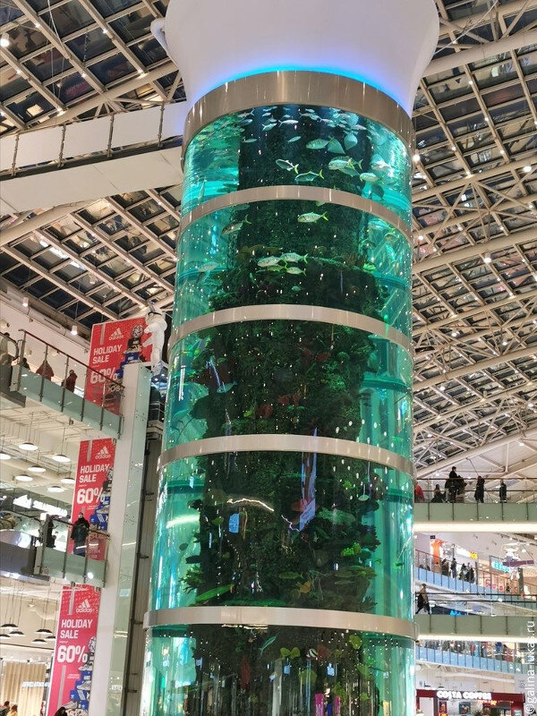 Рыбы и коралловый риф в аквариуме. Фото автора