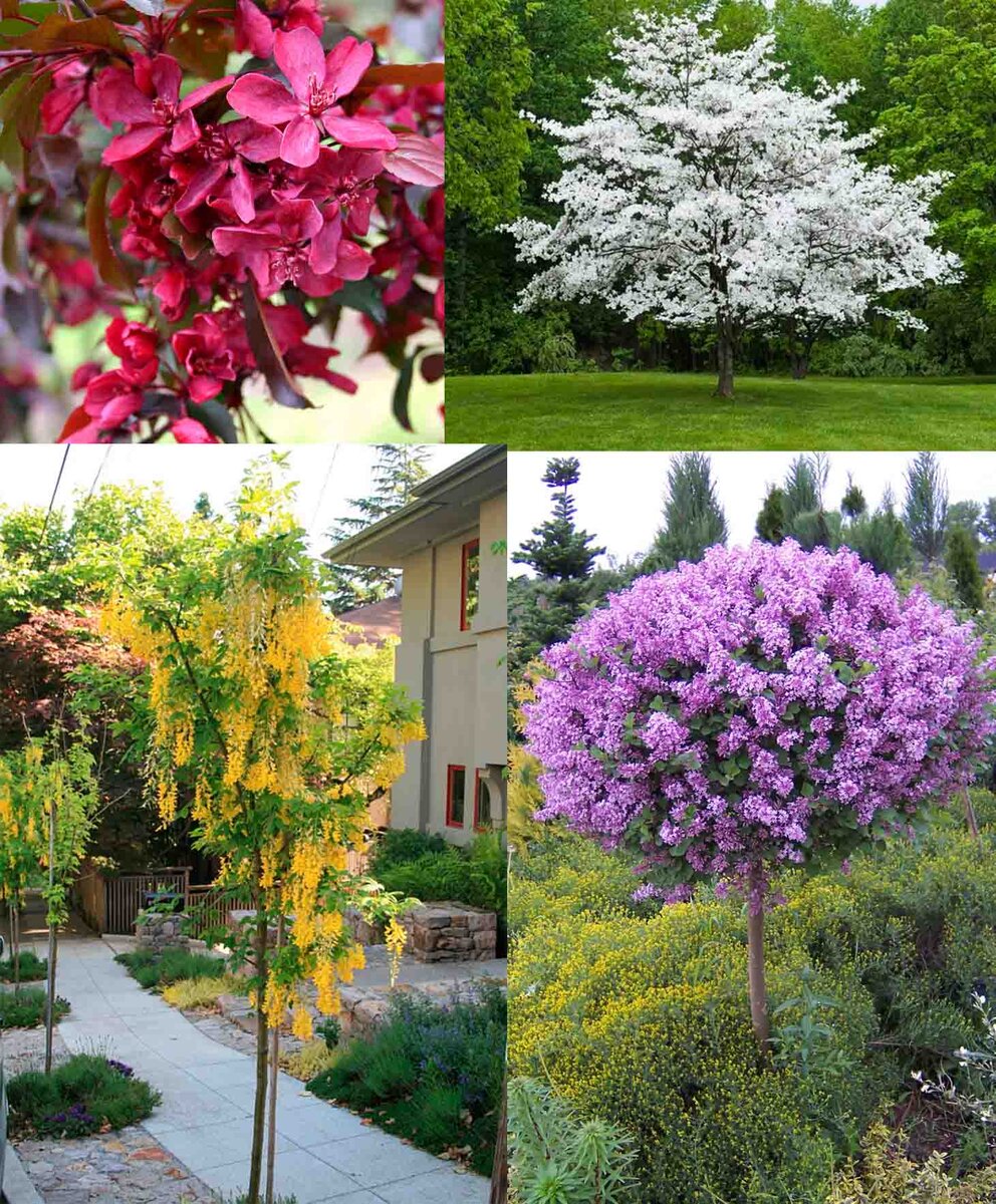 Вверху: Креб, Кизил. Внизу: Бобовник, Карликовая сирень.