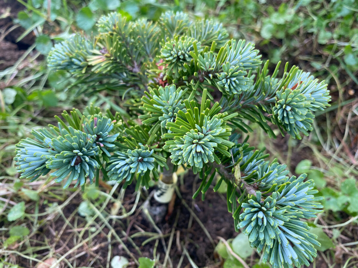 Пихта айсбрейкер описание и фото. Abies concolor крона. Пихта вича ф. Никко. Пихта вича Румбурк. Пихта вича ведергот.