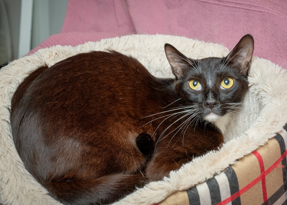 На фото засвечен, на самом деле окрас у него черно-белый