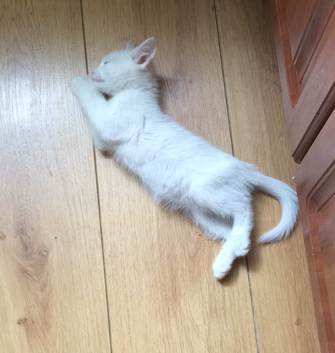 Маленький Патрик мог уснуть, где придётся. Фото автора