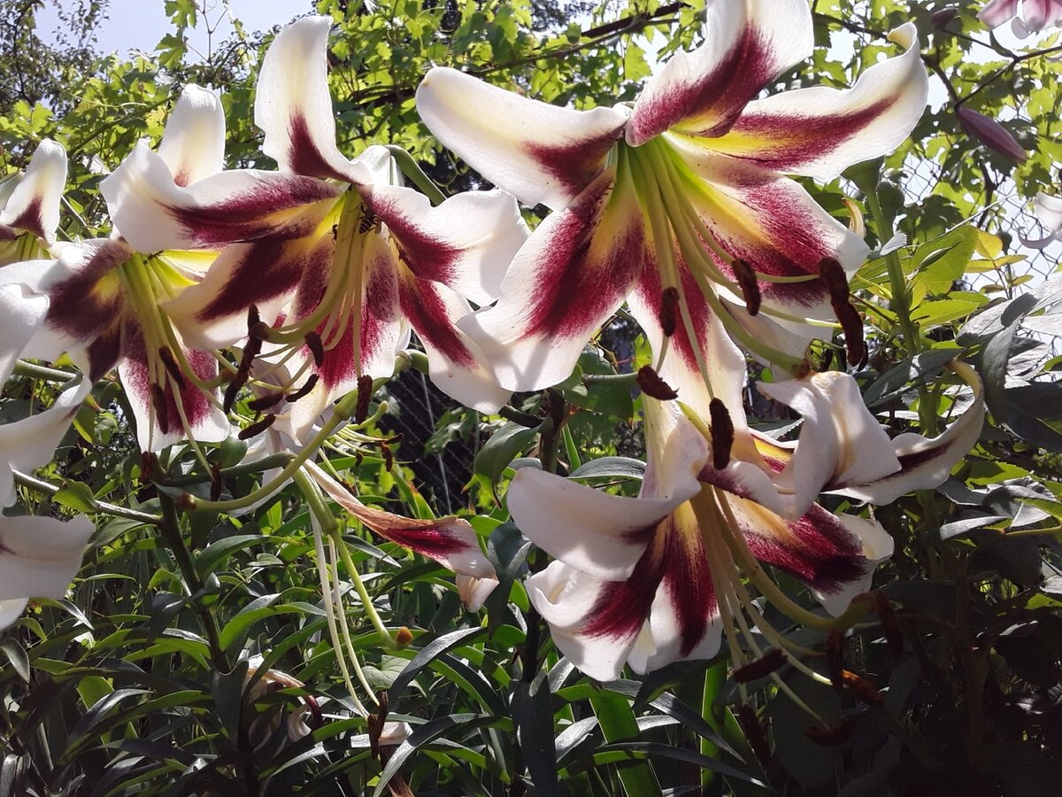 Лилия ОТ-гибрид, сорт Beverly Dreams