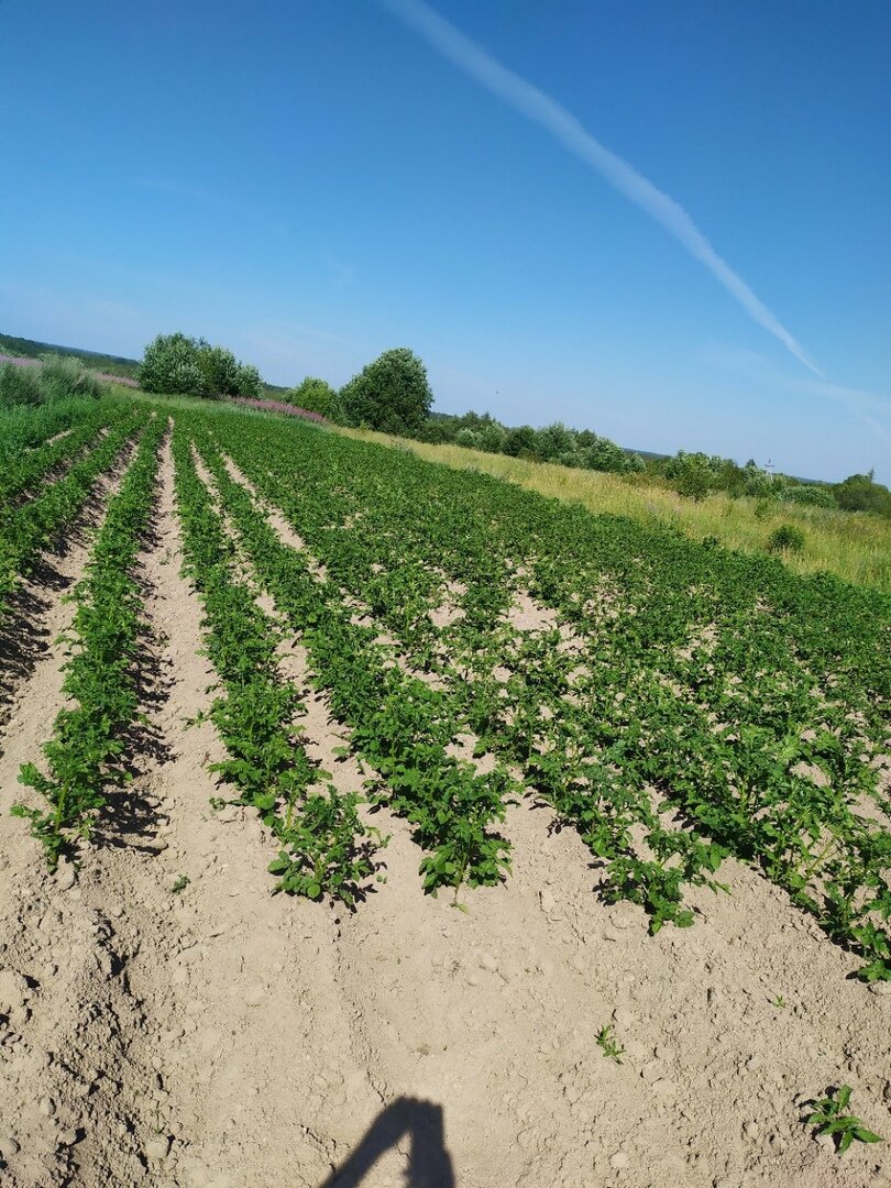 Участок 1. Картофель окучен во время, как только появились первые ростки.