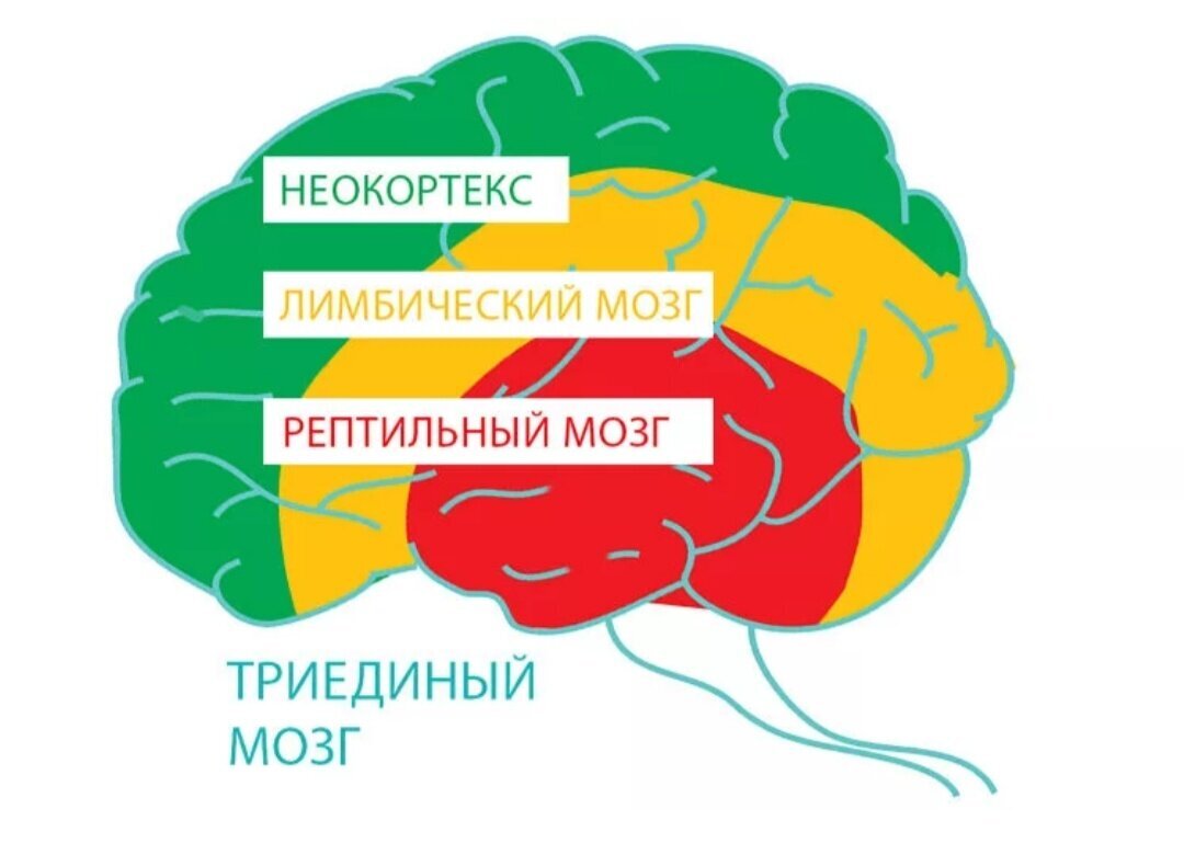 Неокортексе лимбической системе рептильном мозге. Рептильный мозг лимбический мозг и неокортекс. Триединая модель мозга Маклина. Теория Триединого мозга пола Маклина.