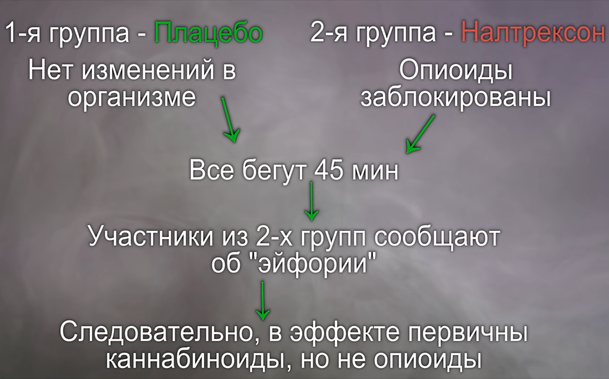 В плацебо-контролируемом исследование этого года установили что все-таки эйфорический эффект  больше связаны с эндоканнабиноидной системой и почти не связанные с опиоидной. Всего было 63 человека, одни получили "плацебо" (капсулу которая вообще ничего не содержала). Другим дали Налтрексон-это антагонист опиоидных рецепторов, это вещество, как и Налоксон часто используют при передозировках опиоидных наркотиков вроде героина. Что хотели узнать ученые? Если  одна группа испытает эйфорию во время бега, а другая нет значит основной эффект эйфории бегуна как раз зависит от эндогенных опиоидов, которые вырабатываются у каждого человека в небольших количествах, но по факту через 45 минут участники из двух групп говорили что эффект эйфории присутствует.(Если вы хотели завязать с травкой, то в бег вполне достойная альтернатива)😁