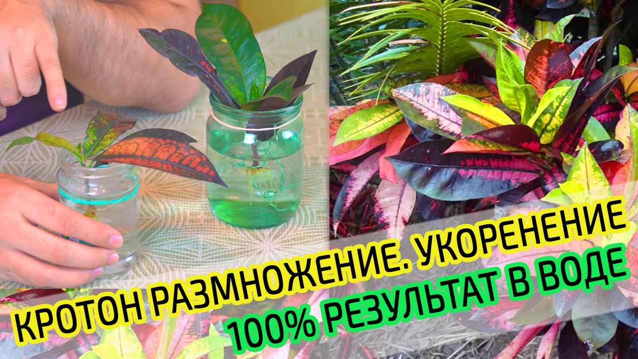 Кодиеум Кротон размножение