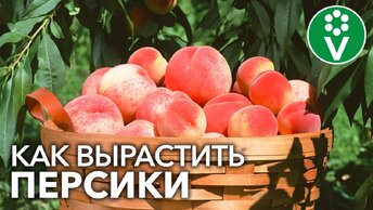 Собираю Персики Ведрами! Мои секреты выращивания персиков и нектаринов