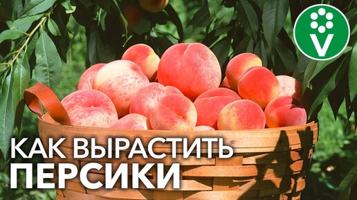 Собираю Персики Ведрами! Мои секреты выращивания персиков и нектаринов