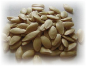 Выбор сорта семян огурцов зависит от многих факторов. Учитывая, что при июльской посадке урожай нужно получить быстро, можно выбрать раннеспелые гибриды с возможностью выращивания в открытом грунте. Крайне важно районирование сорта под определённую местность посадки и почвы выращивания. Также можно выбрать сорт огурца лучше подходящий под заготовки либо для употребления в свежем виде. Желательно, чтобы семена были не старше трёх или хотя бы 5 лет, тогда урожайность их будет выше.