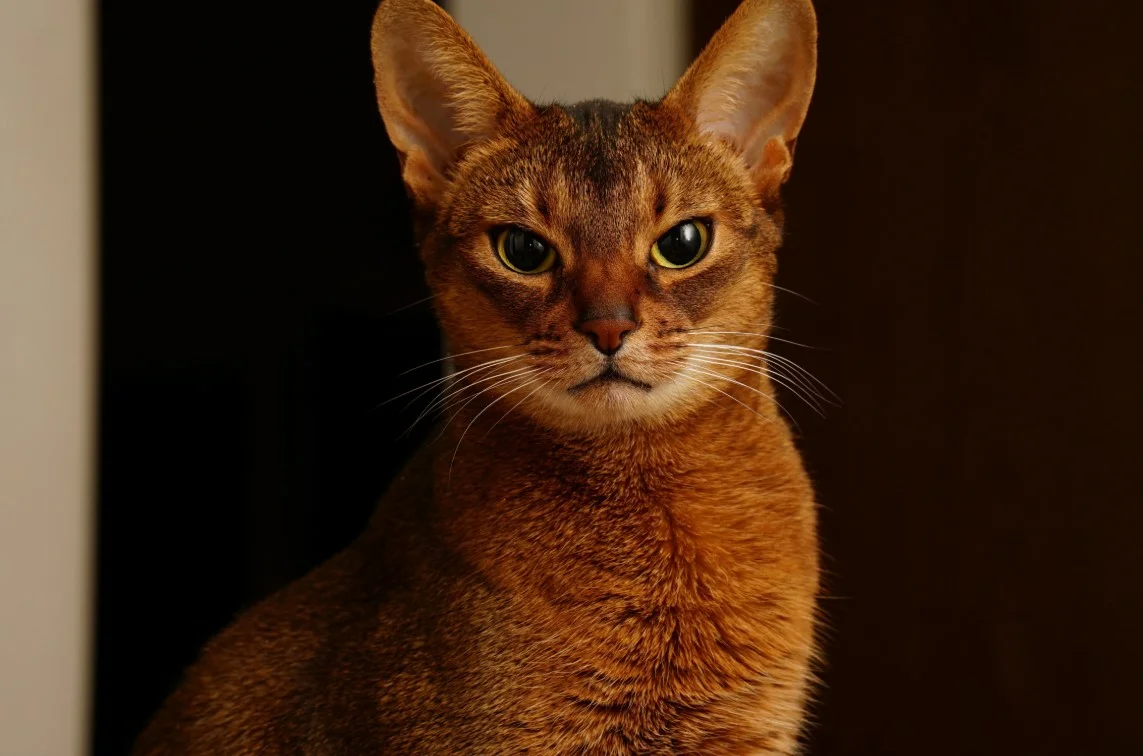 Абиссинская кошка – искусственно выведенное в Великобритании животное, которое сейчас столь полюбилось многим, что по праву считается популярной домашней породой.