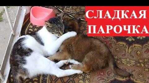 Сладкая ПАРОЧКА//Оперились!Молодую НЕСУШКУ В Семью не Принимают/Володя сам Ухаживает//Обед