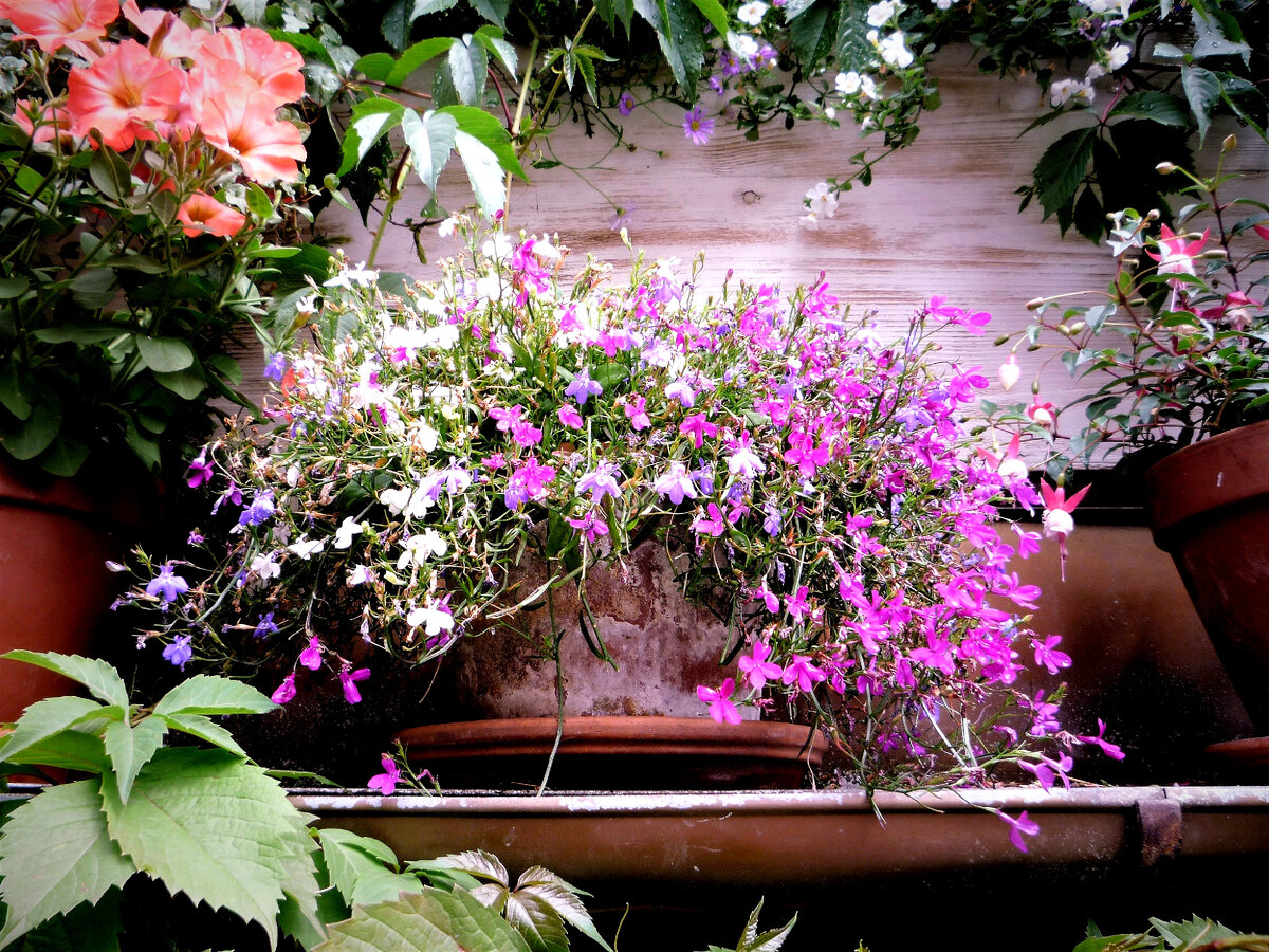 Гороховая. Фото автора