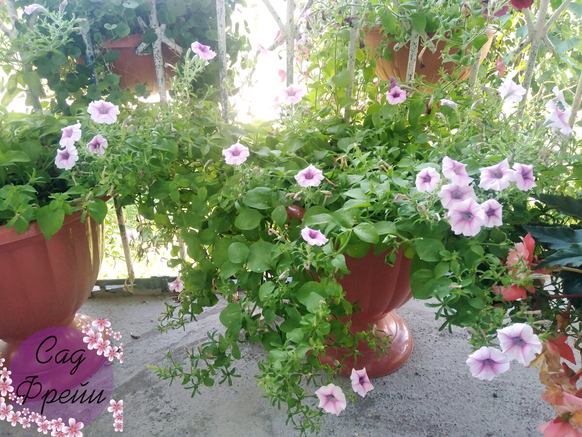 Изросшаяся петуния выглядит некрасиво. Очень