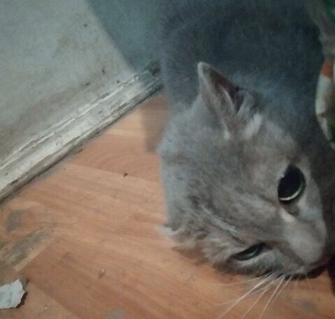 Казалось, он уже не дышит...