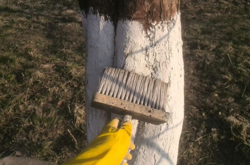 Щеткой белю стволы деревьев в саду.