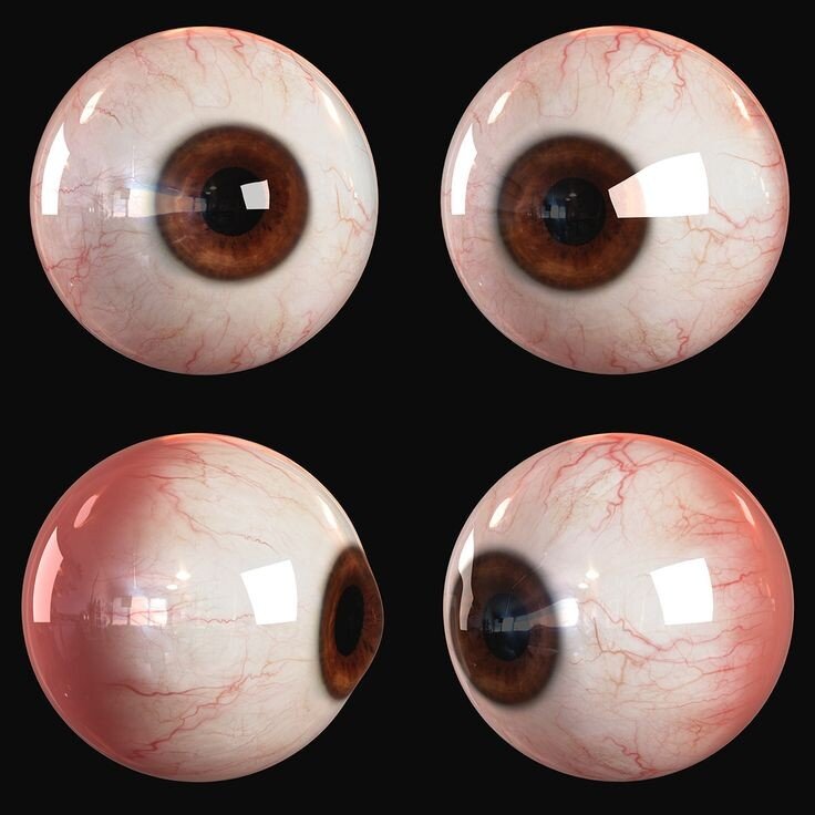 4. Угол обзора человеческого глаза 160-170 градусов. К примеру, у голубя угол обзора — 340 градусов, у кошки — 185, у собаки и волка — 30-40 градусов.
