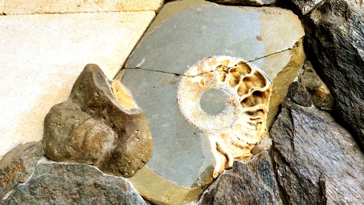 Одна из стен ресторана, отделанная древним камнем с окаменелым малюсском