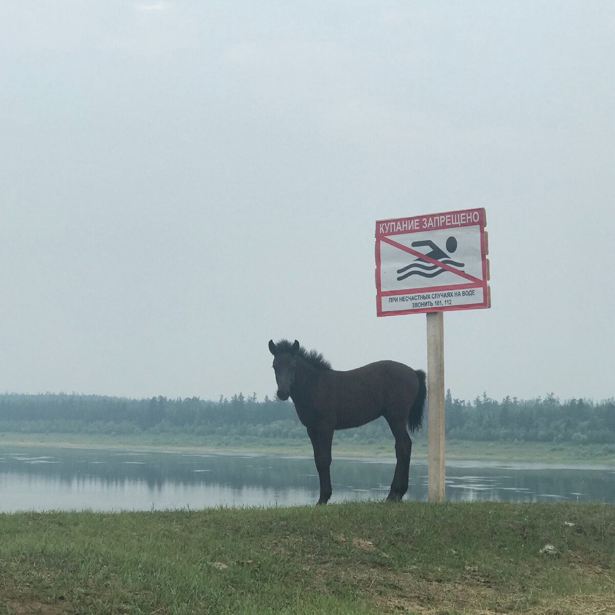 Увидела жеребенка на берегу реки. Показываю фотографии со своего телефона |  Зинаида Михайлова | Дзен