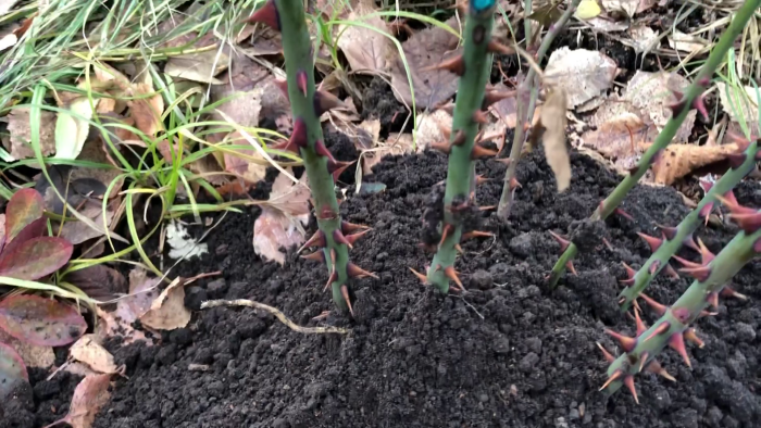 Нельзя розы окучивать землей.