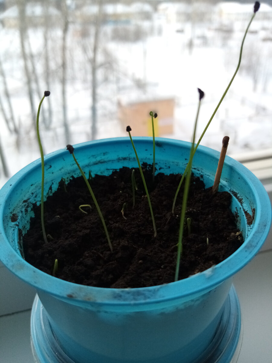 Всходы лука Карантанский 6 марта 2021 года