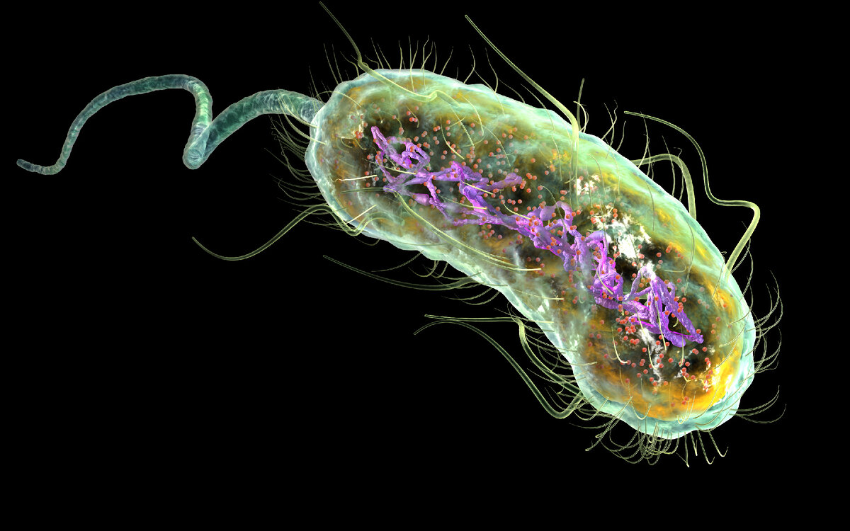 Бактерия кишечная палочка. Нуклеоид Escherichia coli. Кишечная палочка микрофотография. Escherichia coli жгутики. Нуклеоид это в микробиологии.