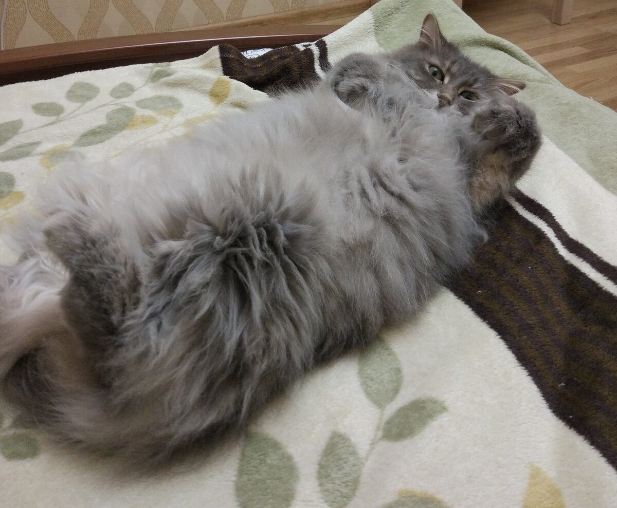 Не забывайте, что питомцы тоже любят полежать в вашей постели 