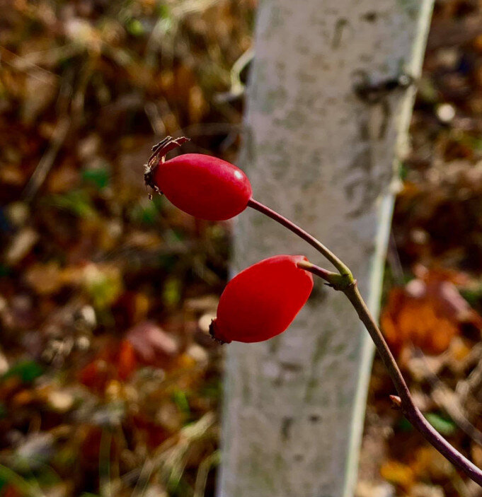 Фото Е. Лазурина