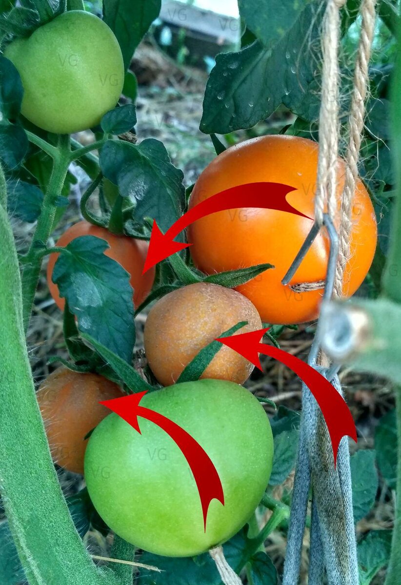 Наверняка вы видели такие вот плоды на первых кистях – мелкие, тусклые, с грубой кожицей. Вот это они и есть, томаты-беспризорники, которые оказались не нужны своей «матери». Очень, очень долго они дозревают и никогда не обретают должного вкуса. Фото из архива автора