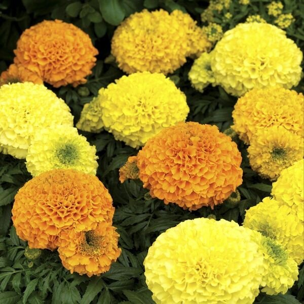 Фото с сайта https://good-harvest.com