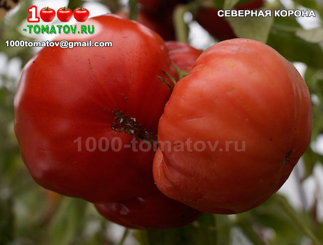 Томат Северная корона фото 2