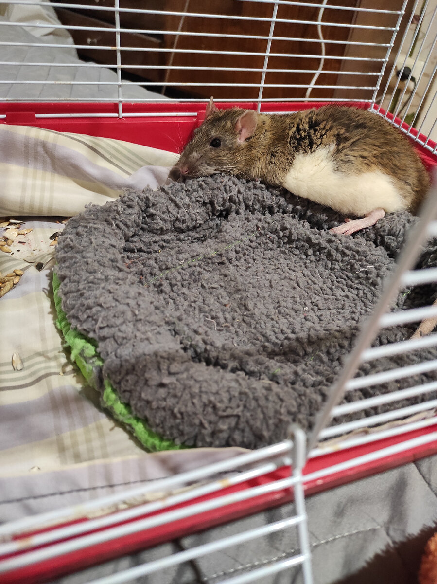 Кучеряш неистово гуляет на выгуле. У них там специальная выгульная клетка, если захотят попить или вот так прилечь